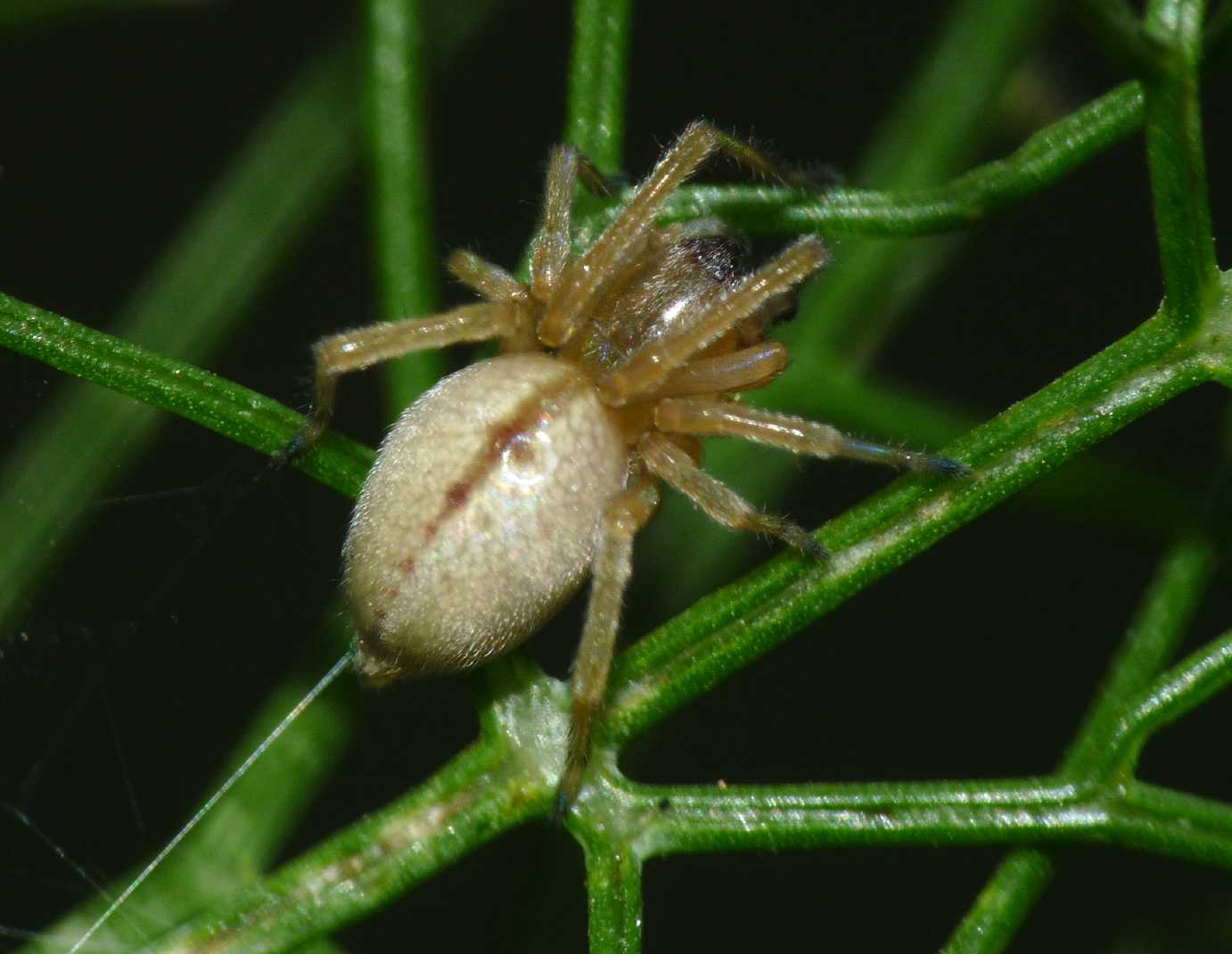 Piccoli Cheiracanthium: Ch. erraticum? - S. Teresa G. (OTR)